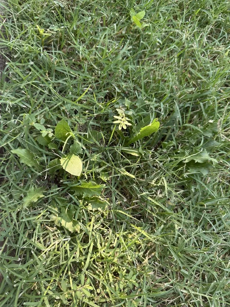 Custom garden landscaping for outdoor upgrades in Tulsa, OK by Nutri-Green Lawn Care