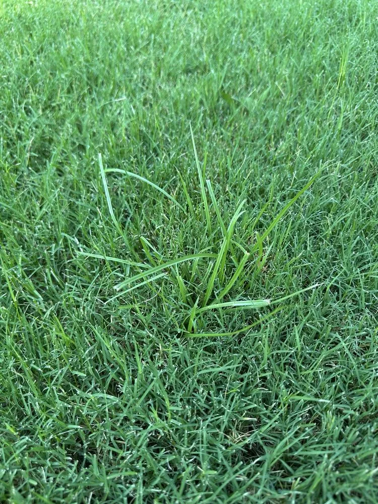 Trusted landscaping services in Tulsa, OK by Nutri-Green Lawn Care