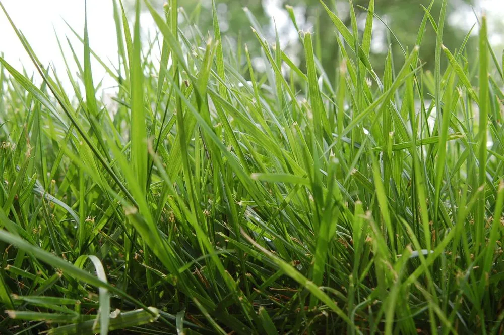 Local outdoor landscaping in Chico, CA - NutriLawn