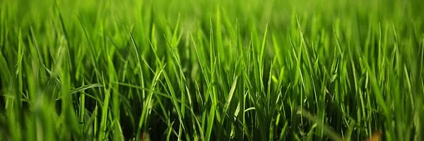 Nutriment Applied Turf Systems