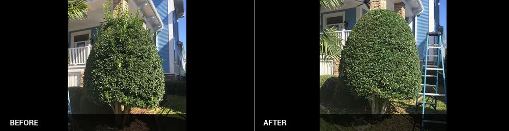 Expert yard maintenance in Matthews, NC - NVM Lawn & Landscaping