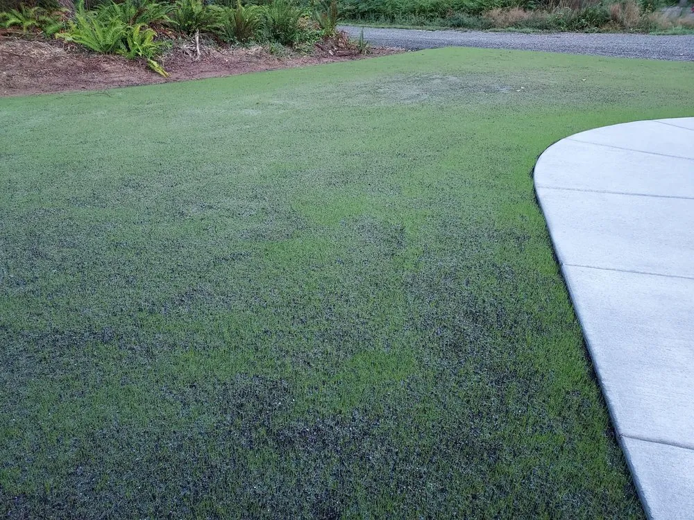 Local yard cleanup service for outdoor upgrades across Silverdale, WA - NW Bulldozing & Hydroseeding