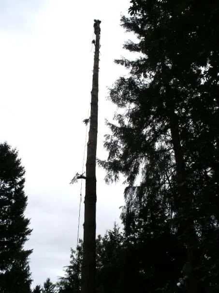 Affordable outdoor landscaping experts serving Tumwater, WA - NW Green Clearing