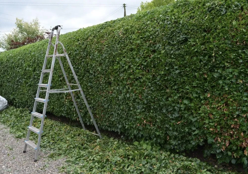 Expert residential landscaping near you across Seattle, WA - Nw Lawn Services