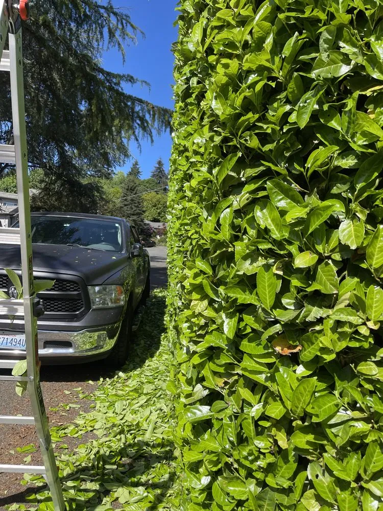 Expert yard maintenance for year-round maintenance in Seattle, WA by Nw Lawn Services