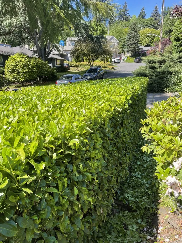 Professional lawn mowing service in Seattle, WA - Nw Lawn Services