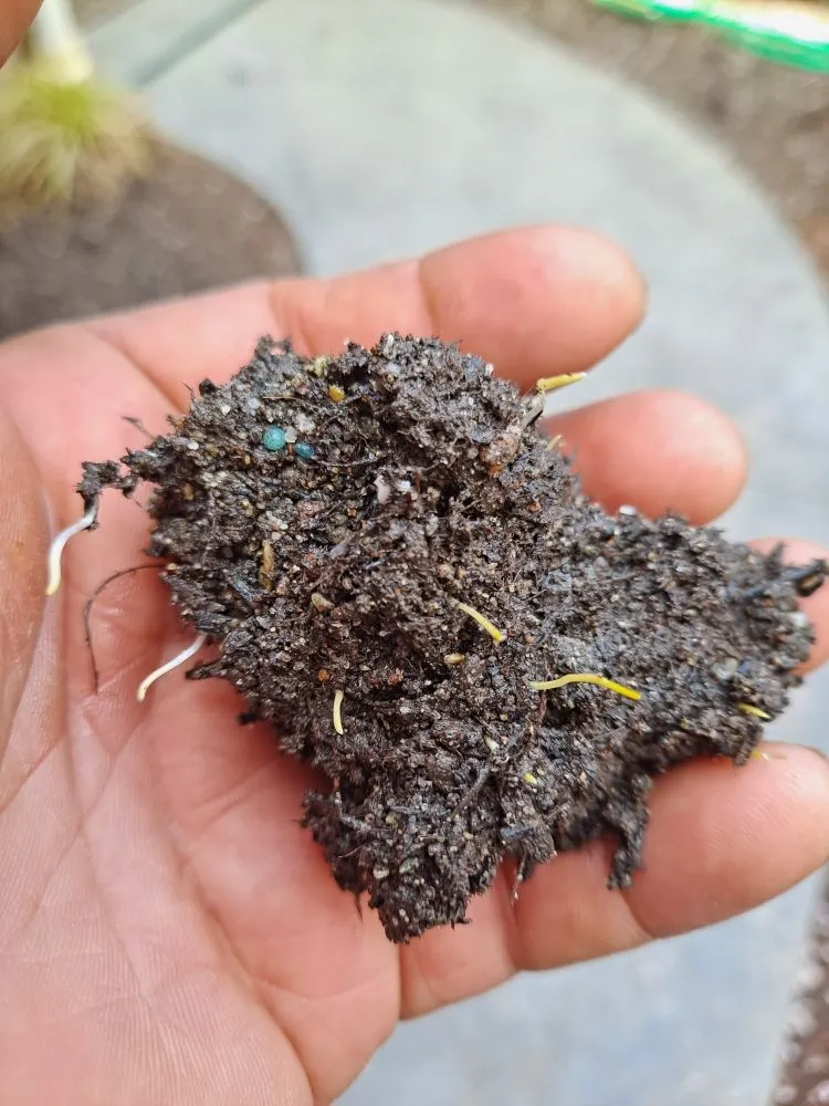 Custom landscape installation for outdoor upgrades across Everett, WA - Nw Llc gardens