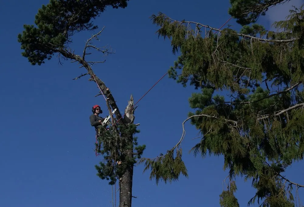 Top-rated landscape installation for outdoor upgrades in Lincoln City, OR by NW Tree & Landscape