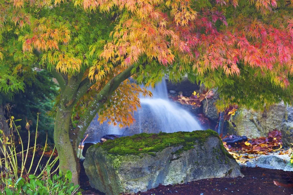 Reliable landscape design in Orting, WA - NW Tree Farm