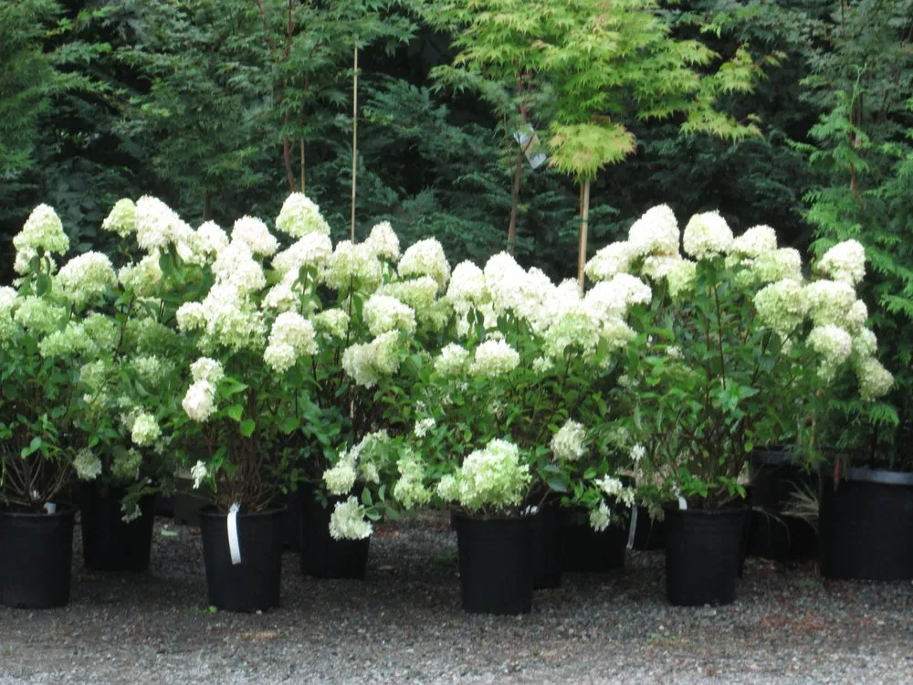 Expert garden landscaping in Orting, WA by NW Tree Farm