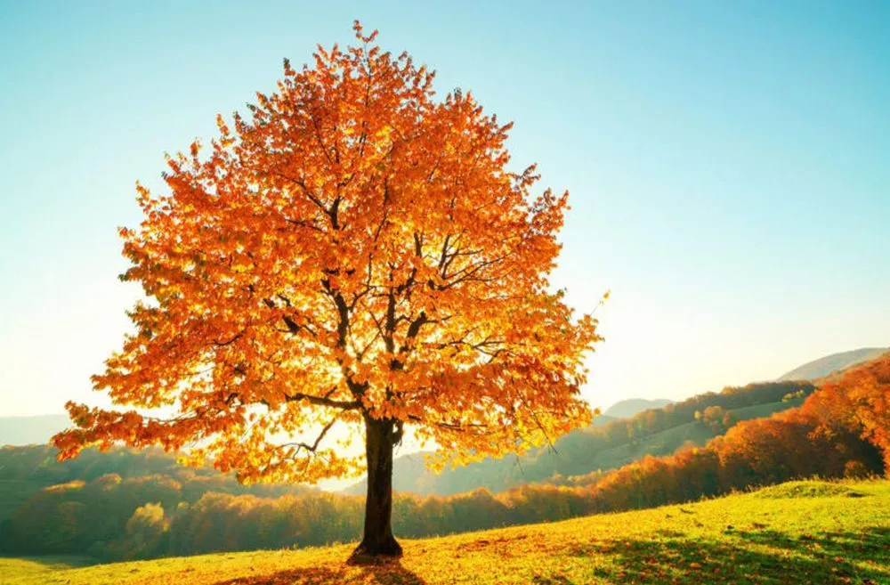 Reliable lawn mowing service for outdoor upgrades in Mosby, VA by NW Tree Service and Landscapes