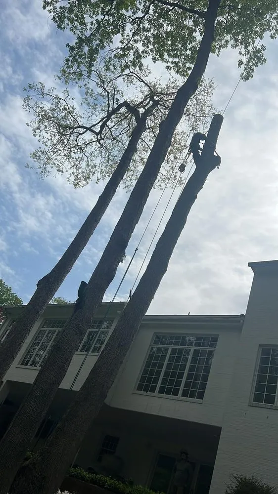 Top-rated landscaping services in Mosby, VA - NW Tree Service and Landscapes