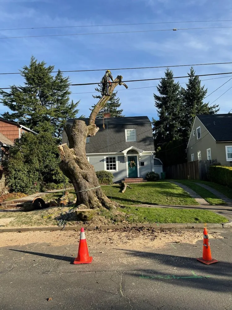 Expert yard cleanup service for beautiful yards in Portland, OR by NW Tree Work
