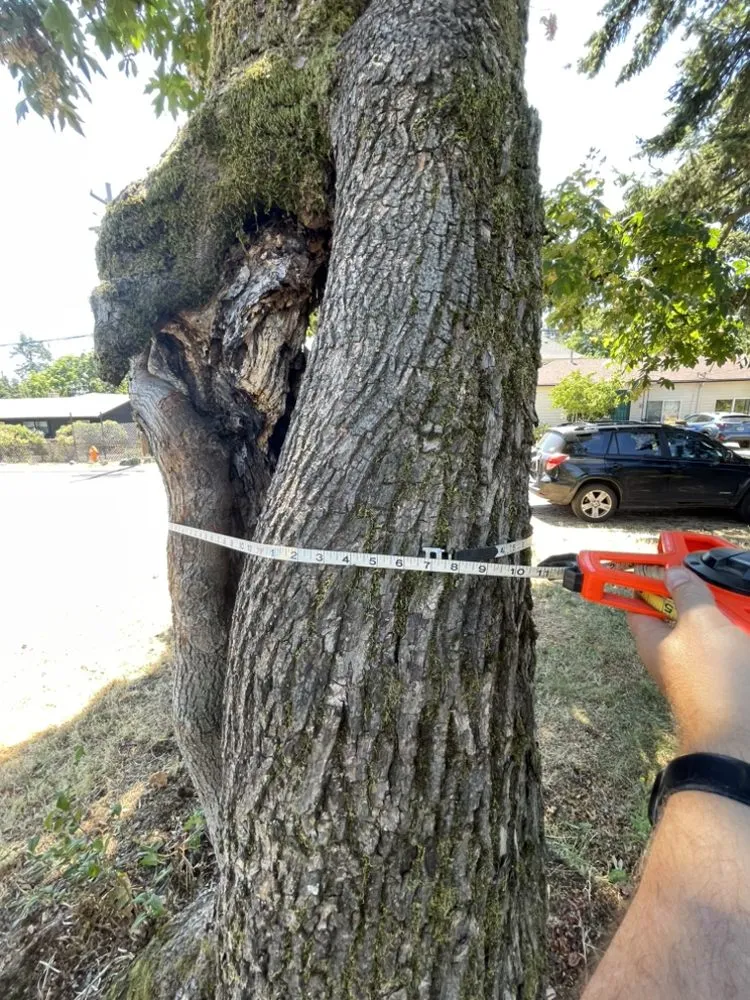 Custom residential landscaping for homes across Portland, OR - NW Tree Work