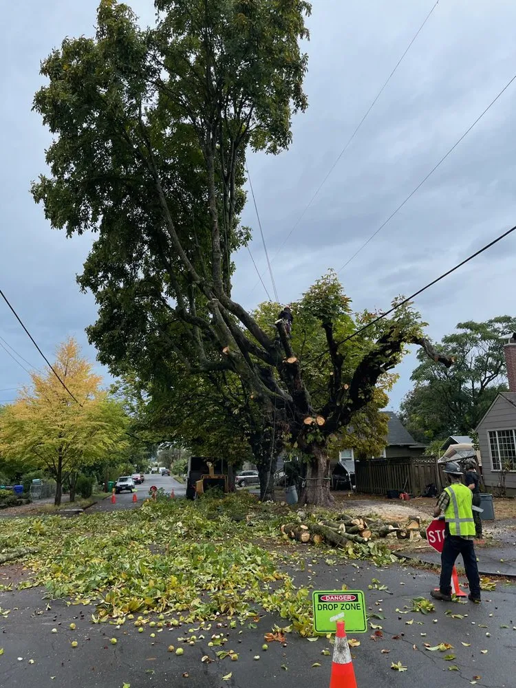 Affordable landscaping services experts serving Portland, OR - NW Tree Work