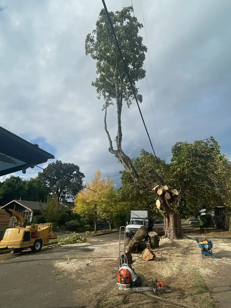 Professional landscape design in Portland, OR - NW Tree Work