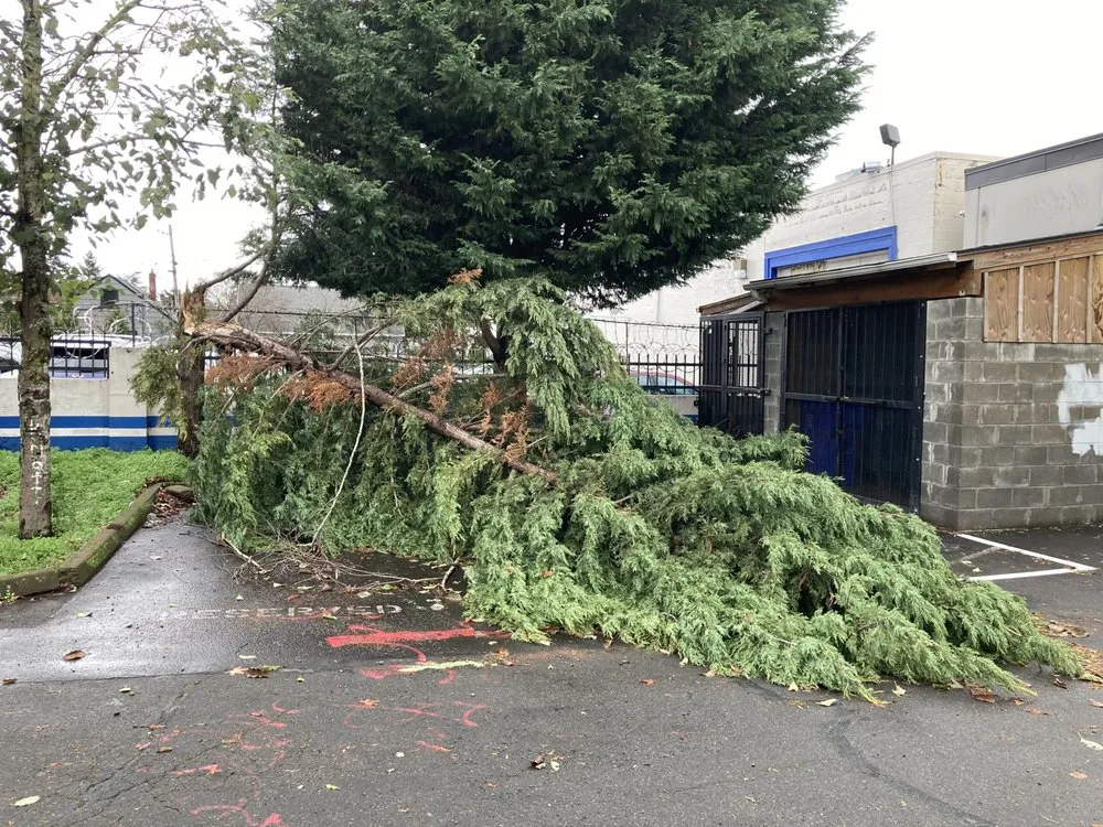 Professional landscape design in Portland, OR - NW Tree Work