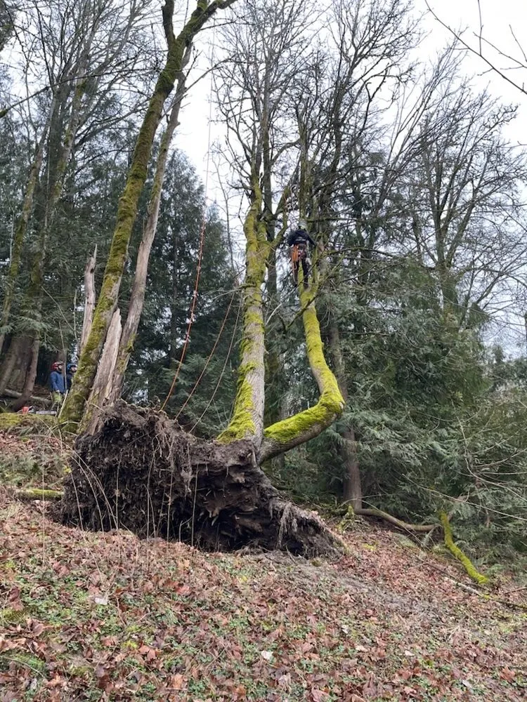 Affordable outdoor landscaping for outdoor upgrades in Portland, OR by NW Tree Work