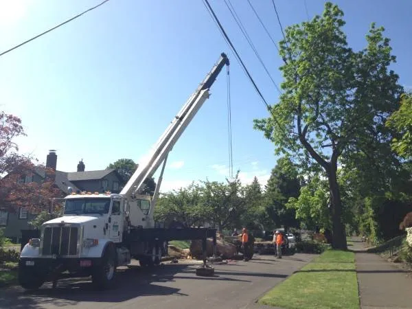 Trusted lawn care service in Portland, OR by NW Tree Work