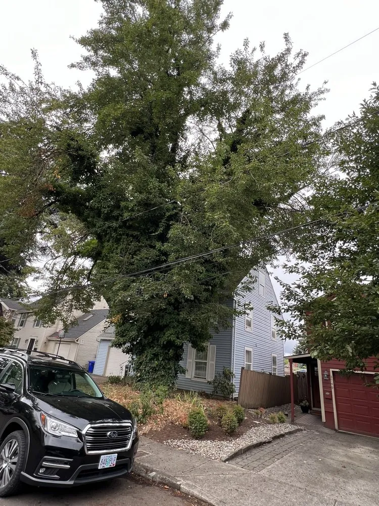 Professional landscape installation with custom design in Portland, OR by NW Tree Work