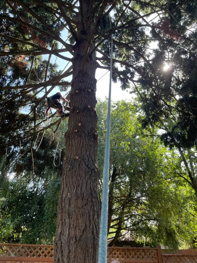 Reliable landscape design in Portland, OR - NW Tree Work