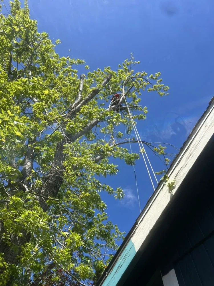 Reliable landscape design for outdoor upgrades in Portland, OR by NW Tree Work