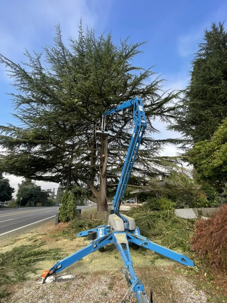 Top-rated yard cleanup service in Portland, OR by NW Tree Work