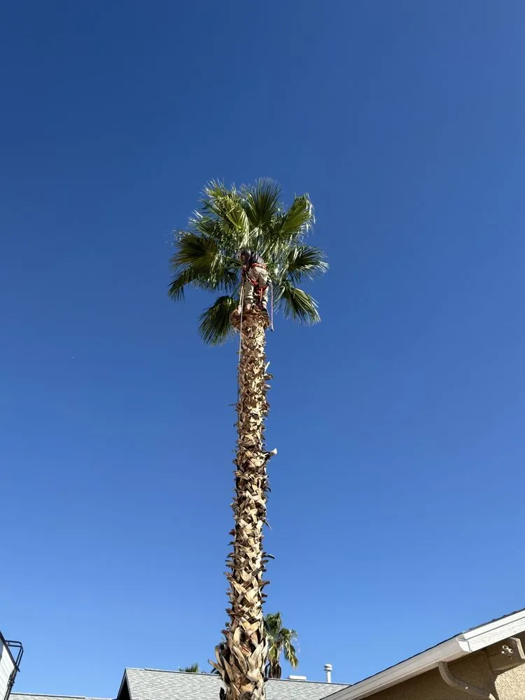 Reliable landscaping services in Casas Adobes, AZ by NW Tucson Landscaping Service