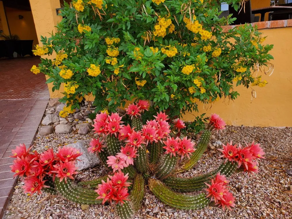 Reliable landscape installation in Casas Adobes, AZ - NW Tucson Landscaping Service