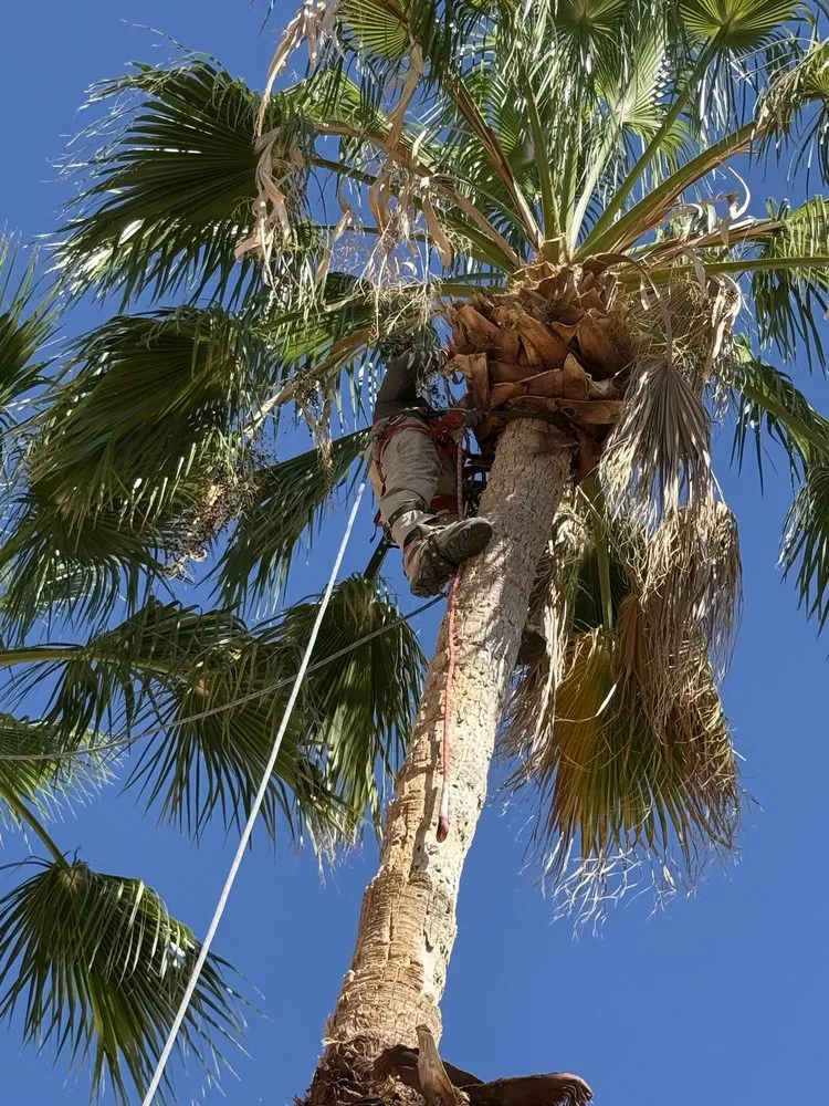 Trusted yard cleanup service in Casas Adobes, AZ - NW Tucson Landscaping Service