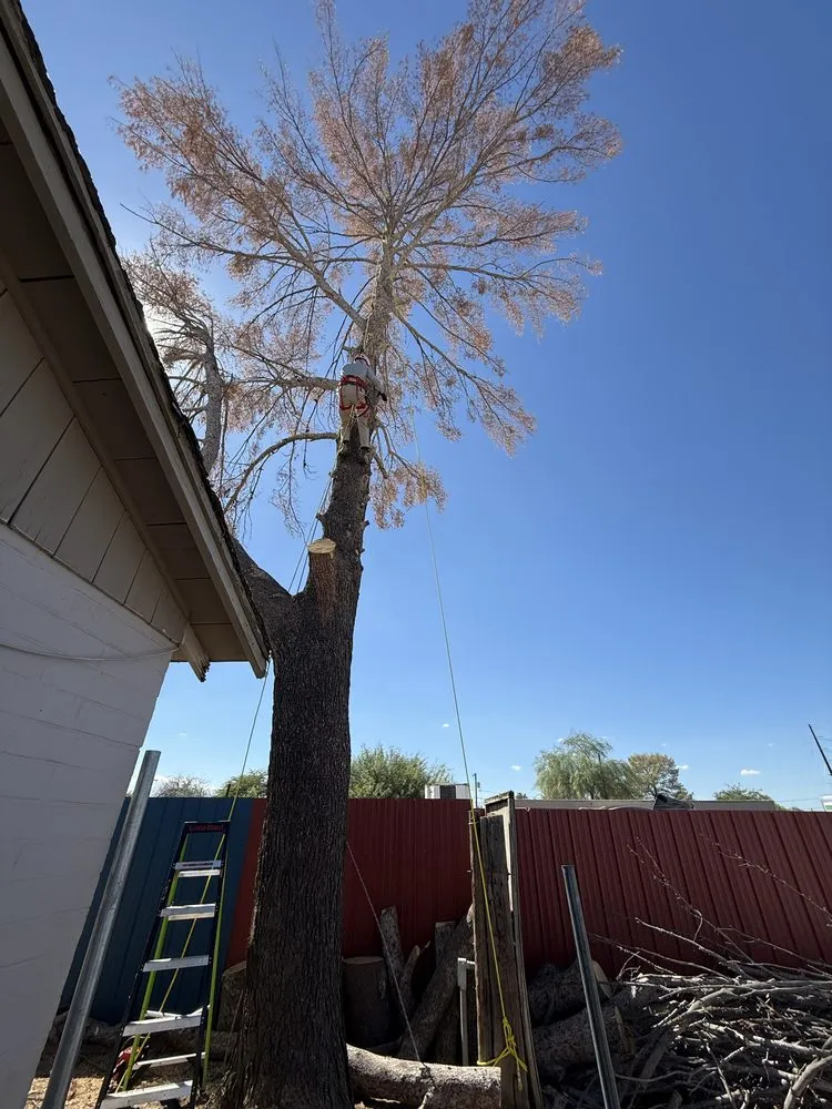 Affordable outdoor landscaping for year-round maintenance in Casas Adobes, AZ by NW Tucson Landscaping Service