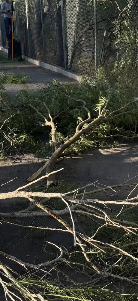 Custom residential landscaping with custom design across Casas Adobes, AZ - NW Tucson Landscaping Service