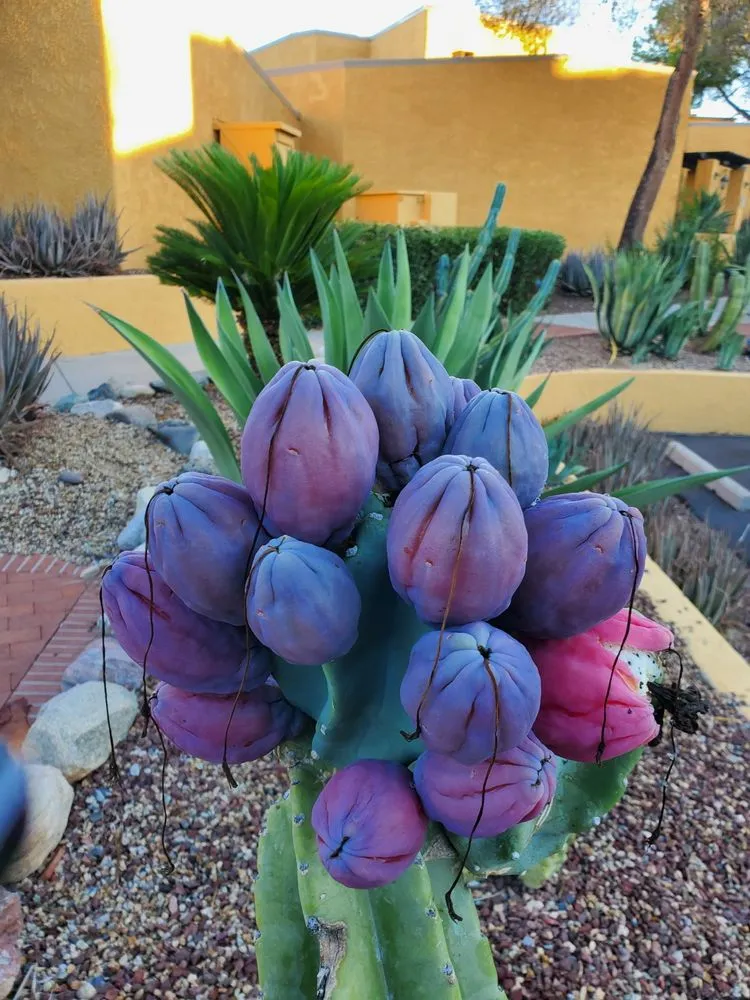 Custom lawn care service experts serving Casas Adobes, AZ - NW Tucson Landscaping Service