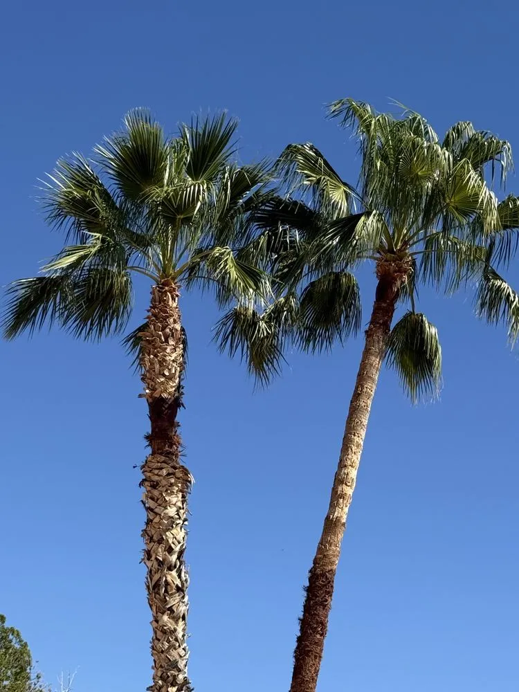 Custom lawn mowing service for residential properties in Casas Adobes, AZ by NW Tucson Landscaping Service