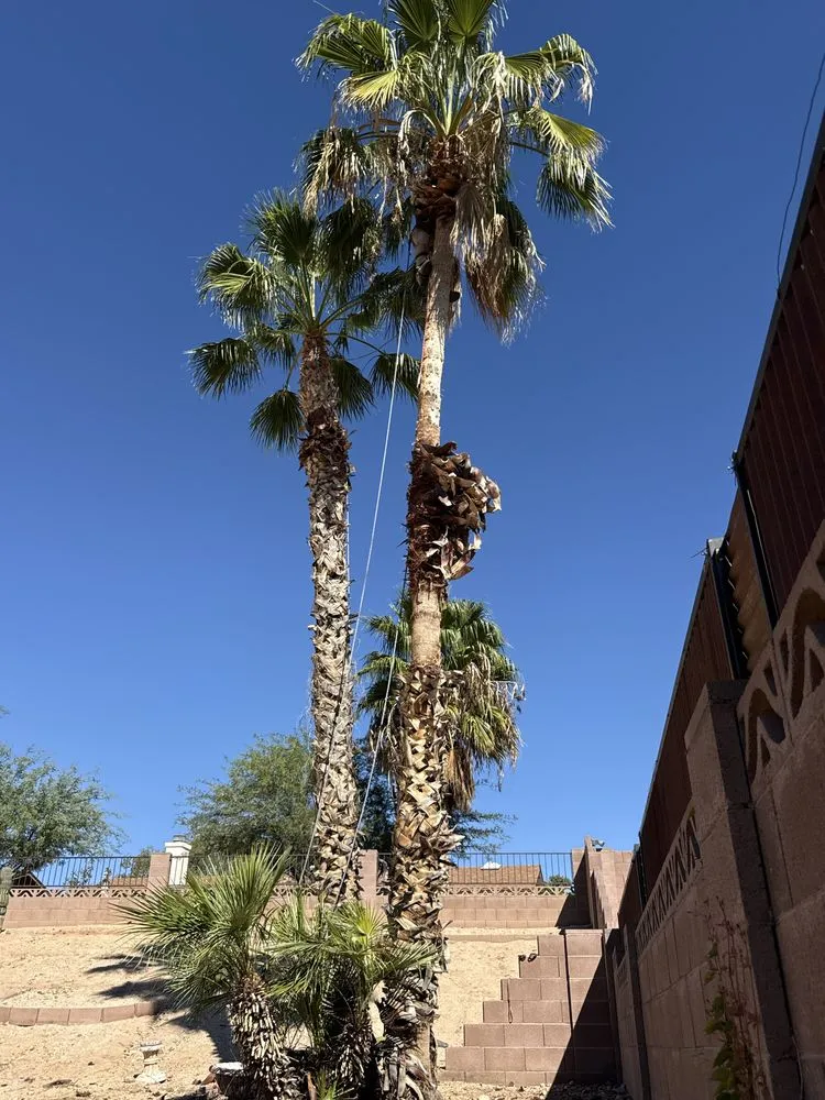 Professional landscaping services in Casas Adobes, AZ - NW Tucson Landscaping Service