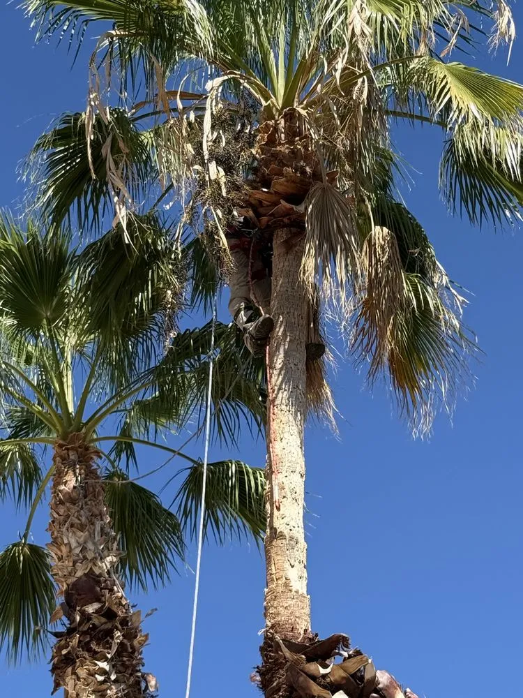 Local garden landscaping in Casas Adobes, AZ - NW Tucson Landscaping Service