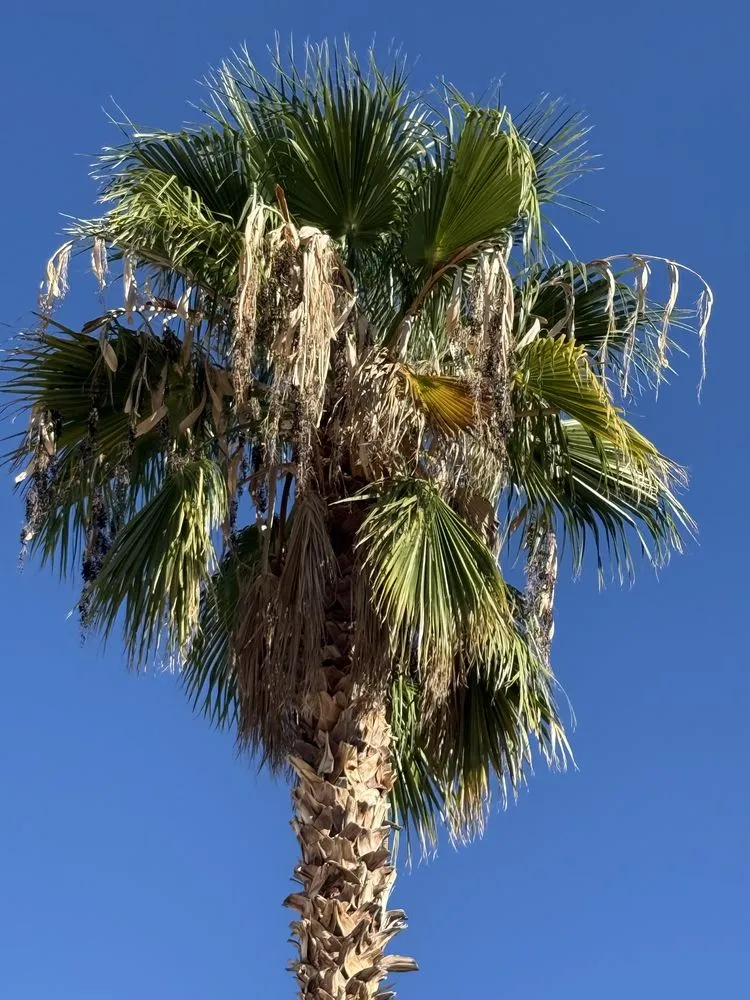 Custom yard maintenance experts serving Casas Adobes, AZ - NW Tucson Landscaping Service