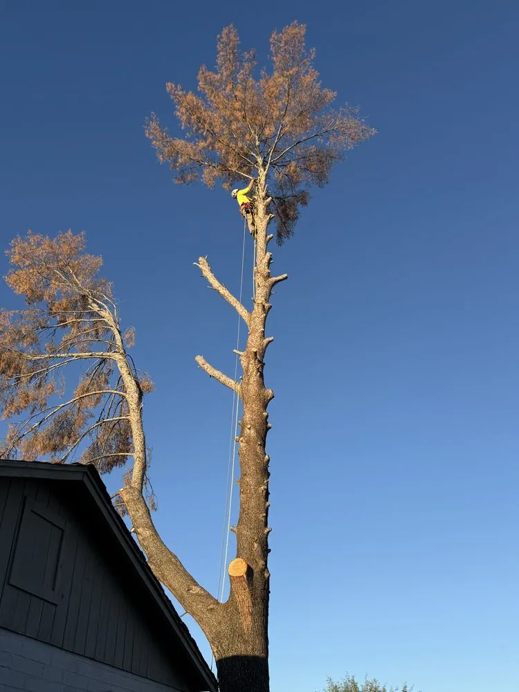 Expert landscape installation for beautiful yards across Casas Adobes, AZ - NW Tucson Landscaping Service