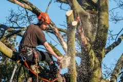 Affordable yard maintenance experts serving Rogers, AR - NWA Brothers Tree Service