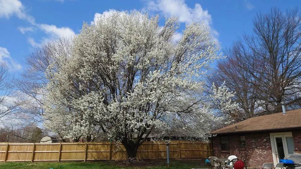 Expert lawn care service for year-round maintenance across Rogers, AR - NWA Brothers Tree Service