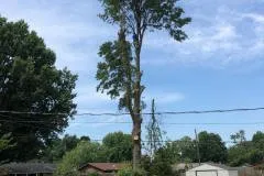 Expert landscape design in Rogers, AR - NWA Brothers Tree Service