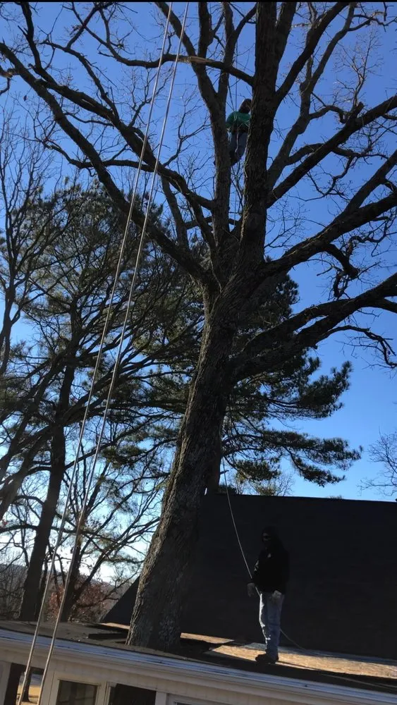 Expert landscape design experts serving Rogers, AR - NWA Brothers Tree Service