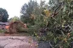 Local landscaping services in Rogers, AR - NWA Brothers Tree Service