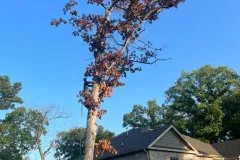 Top-rated yard cleanup service experts serving Rogers, AR - NWA Brothers Tree Service