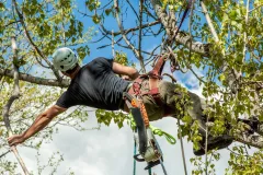 Trusted garden landscaping for year-round maintenance in Rogers, AR by NWA Brothers Tree Service