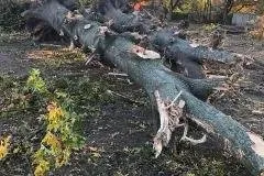 Professional lawn care service for beautiful yards in Rogers, AR by NWA Brothers Tree Service