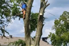 Custom yard maintenance for year-round maintenance in Rogers, AR by NWA Brothers Tree Service