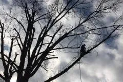 NWA Brothers Tree Service Logo