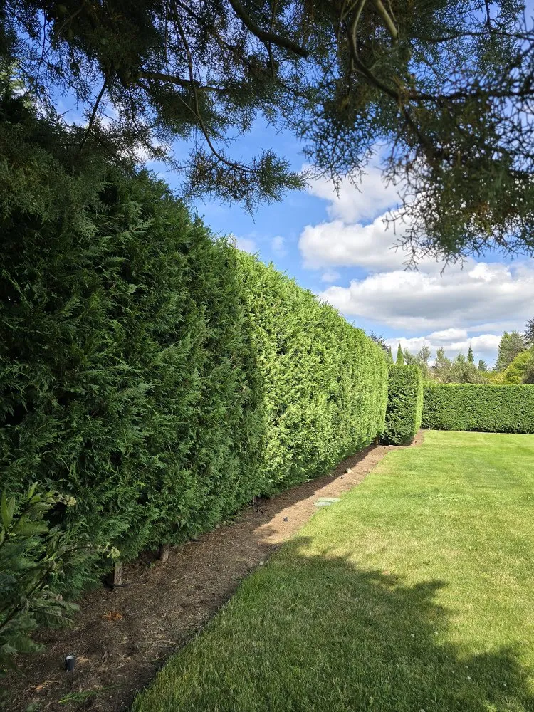 Custom landscaping services experts serving Bellevue, WA - Nwhera Landscaping