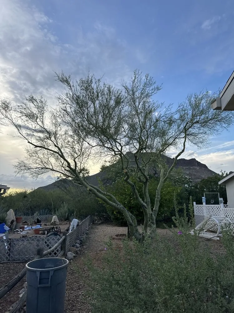 Expert garden landscaping for beautiful yards across Tucson, AZ - NWT Landscape & Hardscape